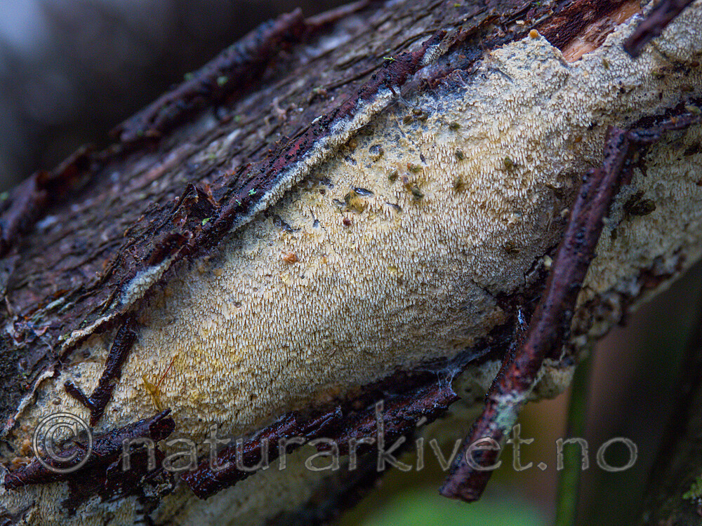 P9110431-2 / Mycoacia fuscoatra / Mørk vokspigg