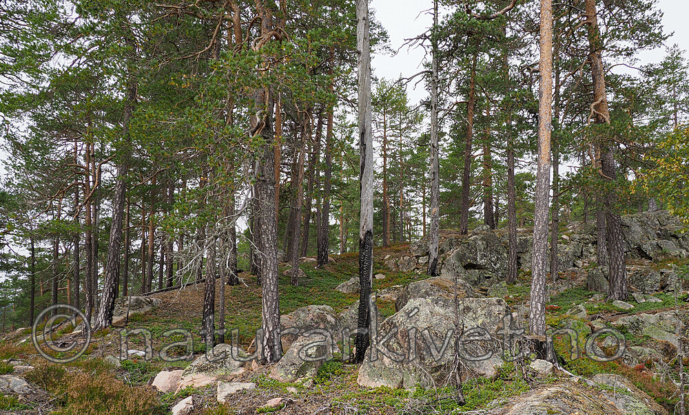 P9190447