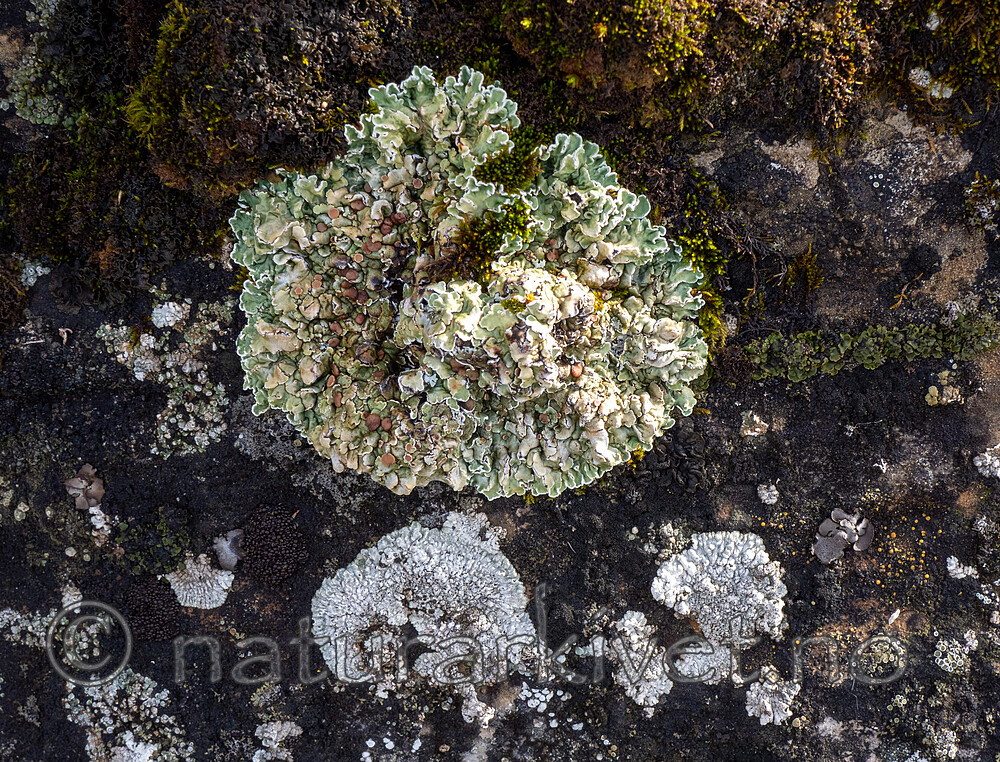 P9234193 / Lobothallia radiosa / Kalkskiferlav <br /> Squamarina cartilaginea