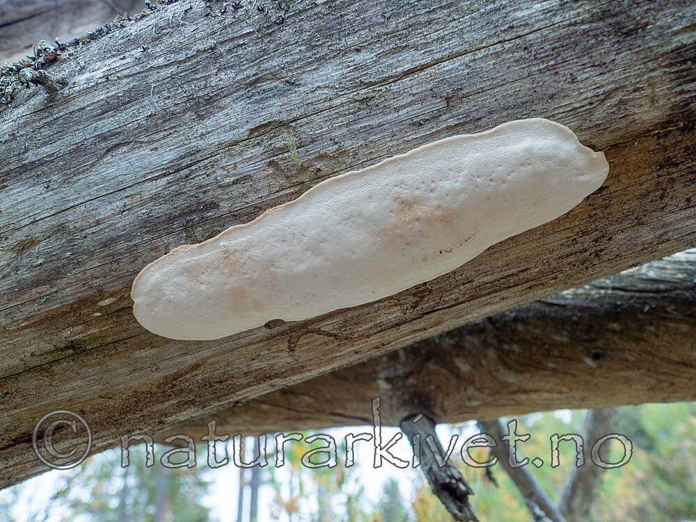 P9240526 / Dichomitus squalens / Kelokjuke