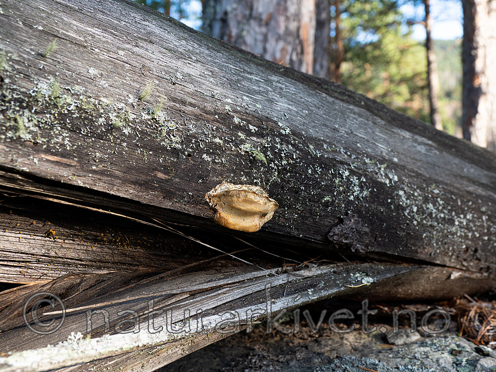 PA280722 / Dichomitus squalens / Kelokjuke