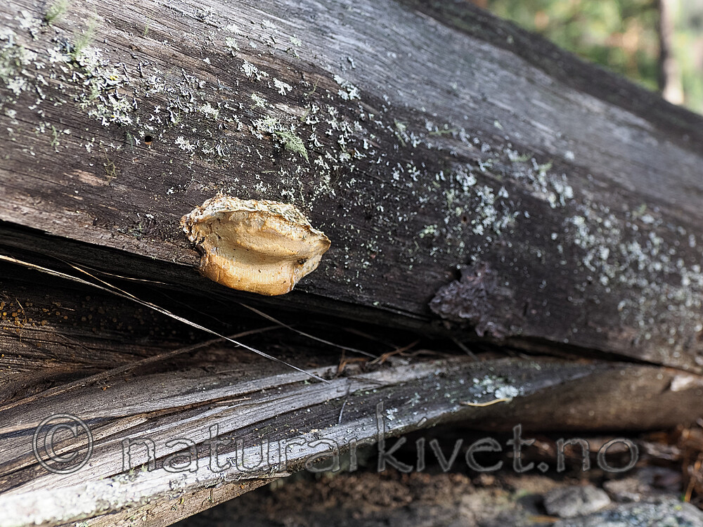 PA280724 / Dichomitus squalens / Kelokjuke