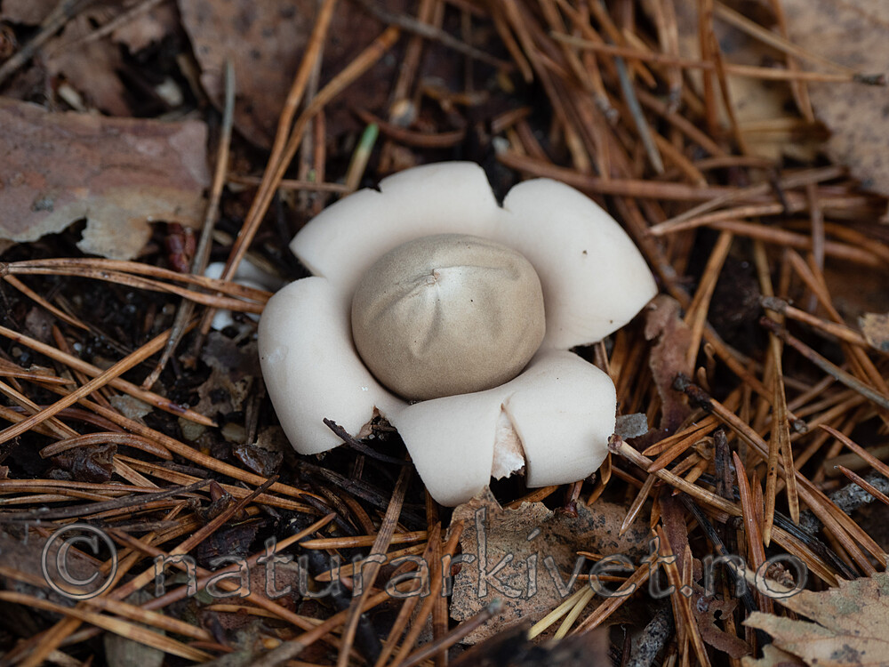 PA284363 / Geastrum fimbriatum / Brun jordstjerne
