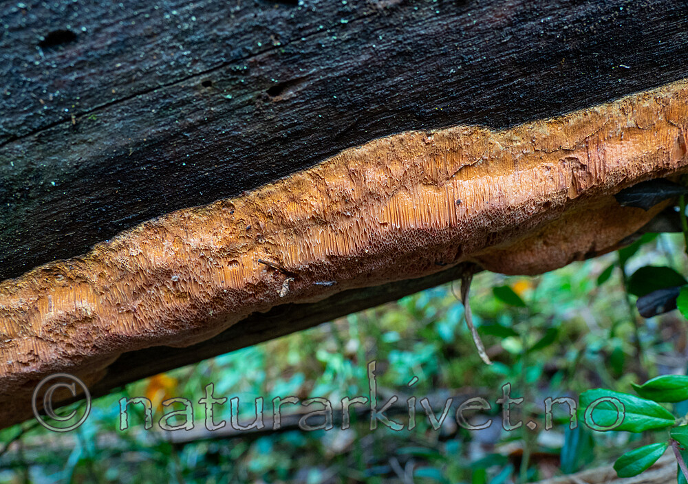 PB052696 / Hapalopilus aurantiacus / Oransjekjuke