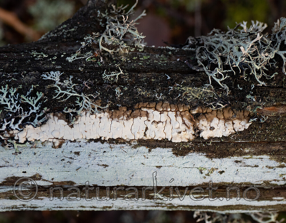 PB054455 / Chaetodermella luna / Furuplett