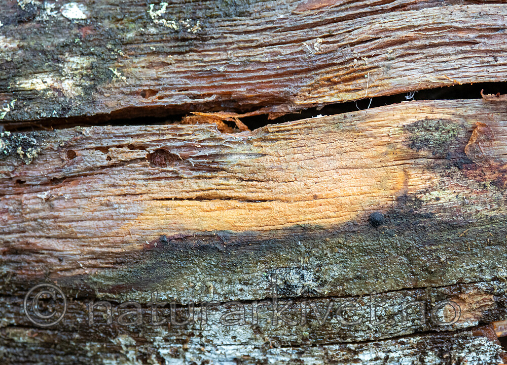 PB062712 / Phlebia serialis / Tyrivoksskinn