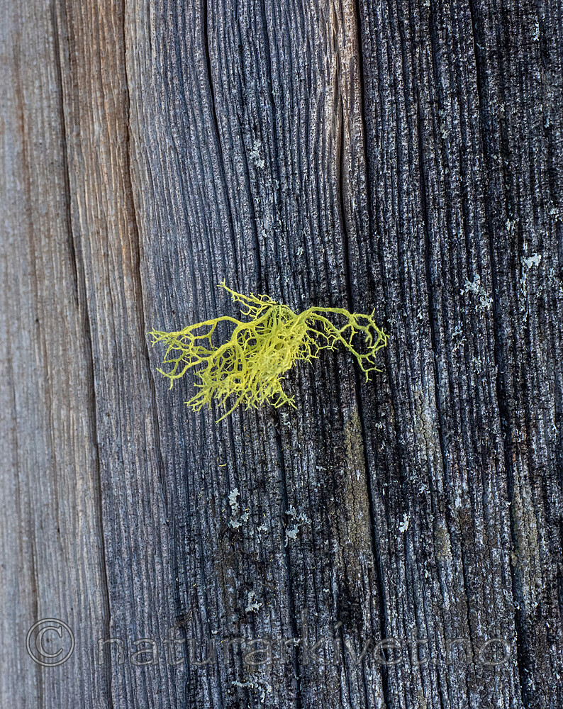 PB104470 / Letharia vulpina / Ulvelav