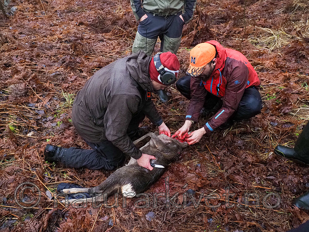 PB230904 / Capreolus capreolus / Rådyr