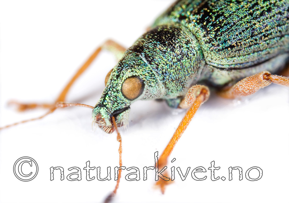 Polydusus_sericens_side / Polydrusus formosus