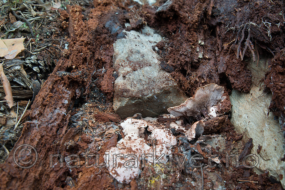 SIG_0111 / Phellodon secretus / Huldresølvpigg