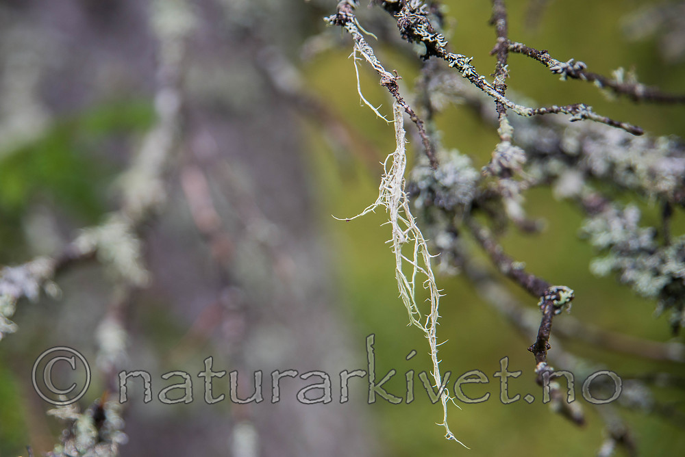 SIG_0132 / Evernia divaricata / Mjuktjafs