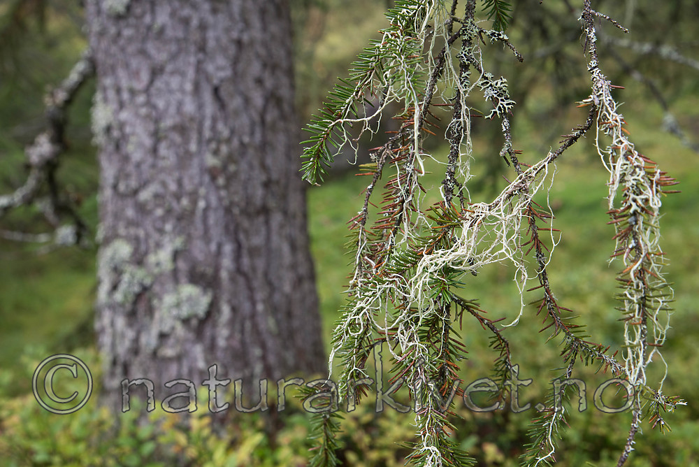 SIG_0139 / Evernia divaricata / Mjuktjafs