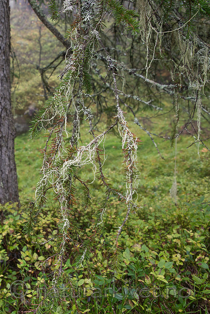 SIG_0145 / Evernia divaricata / Mjuktjafs
