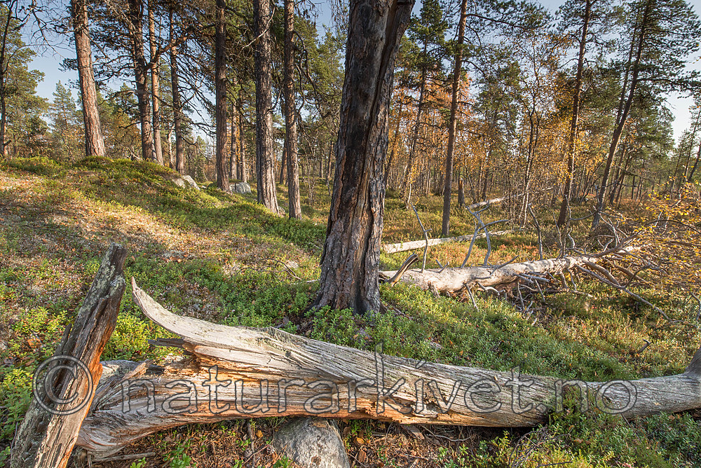 SIG_0208