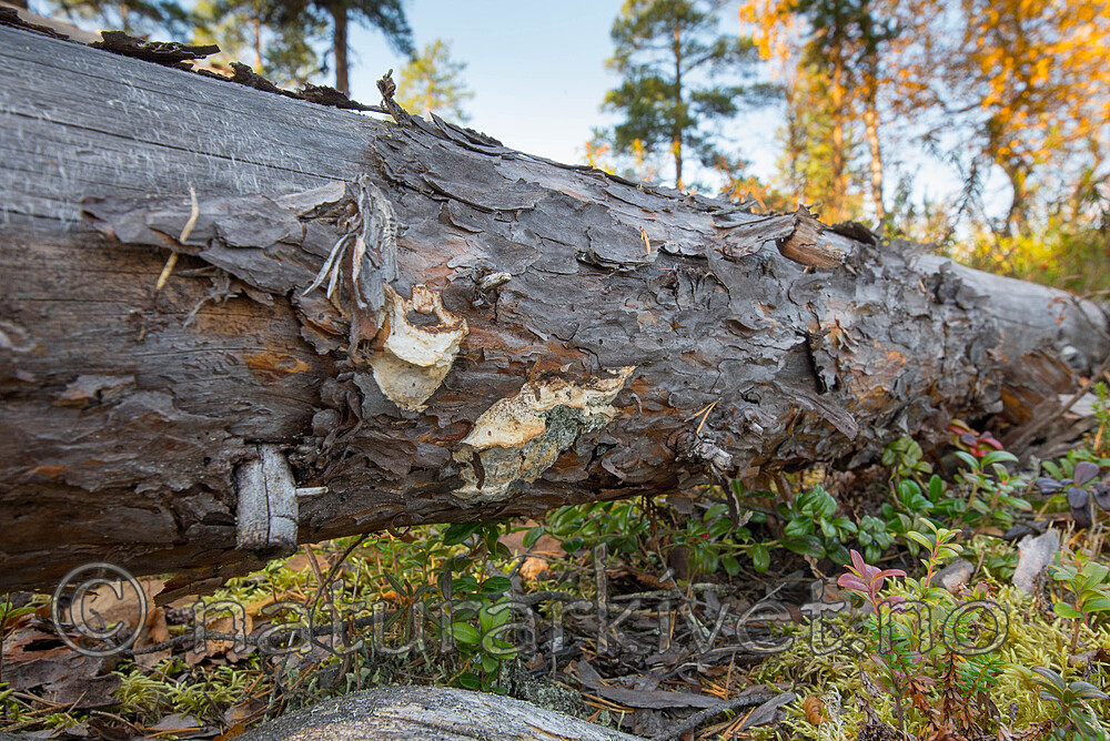 SIG_0219 / Dichomitus squalens / Kelokjuke