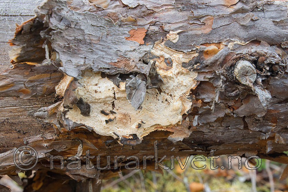 SIG_0228 / Dichomitus squalens / Kelokjuke