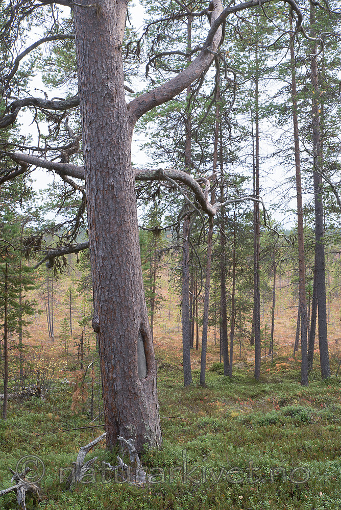 SIG_0278