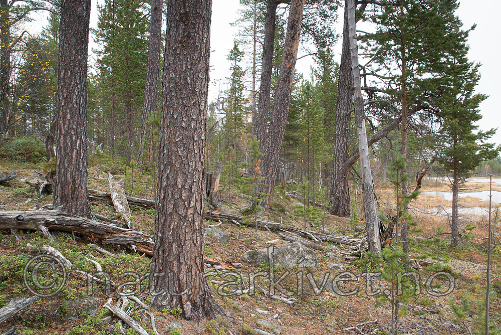 SIG_0284