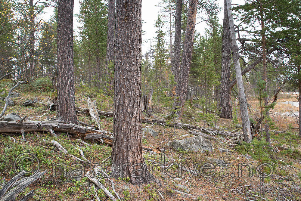 SIG_0289