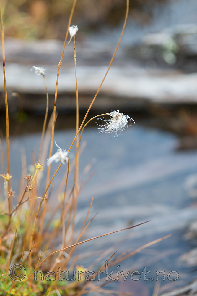 SIG_0320 / Eriophorum brachyantherum / Gulmyrull