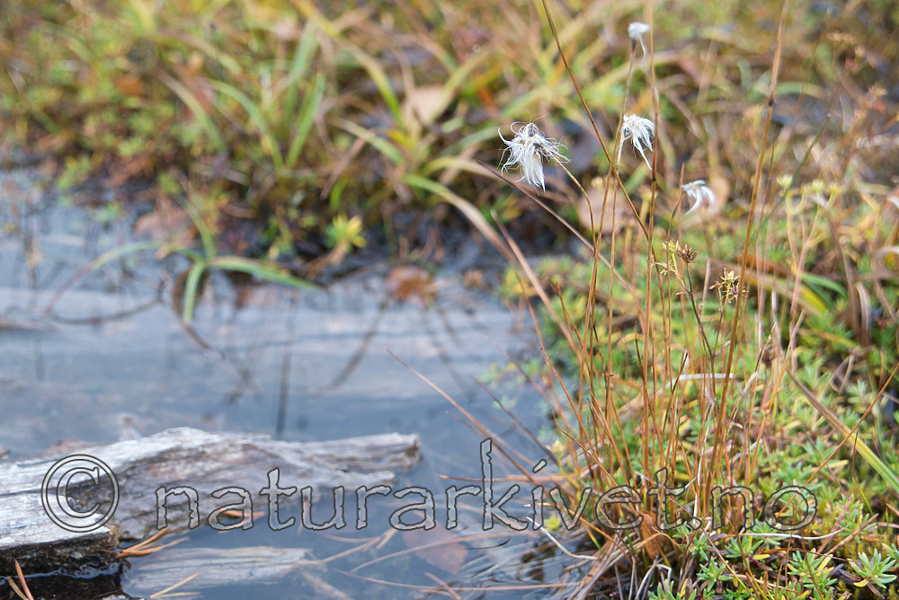 SIG_0327 / Eriophorum brachyantherum / Gulmyrull