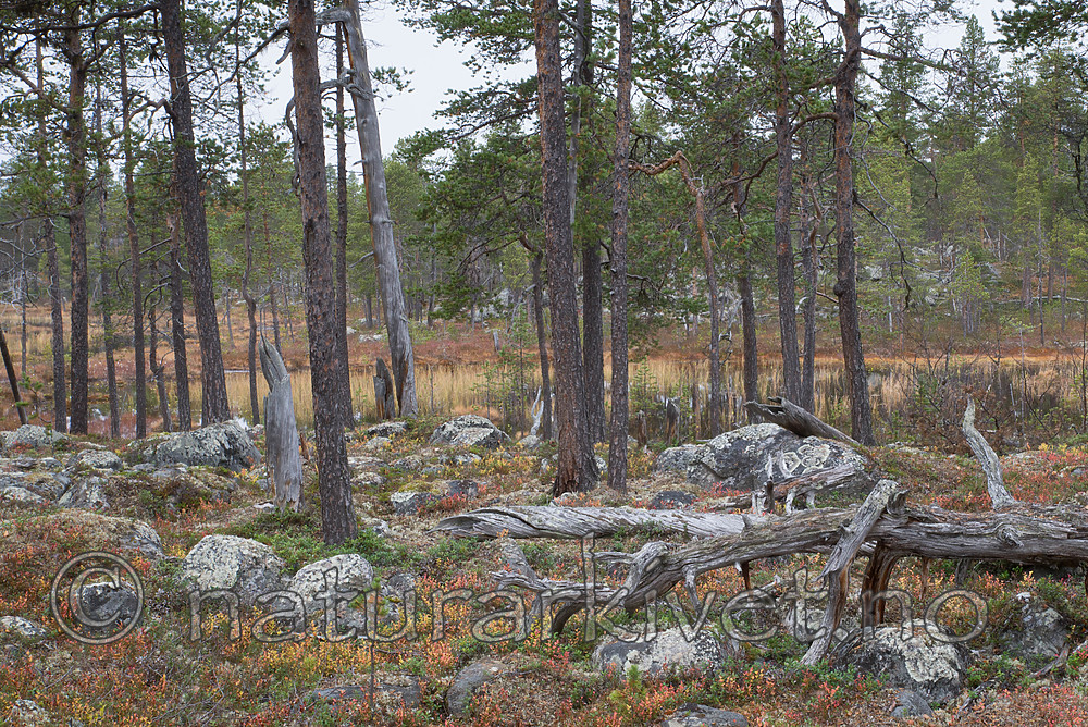 SIG_0390