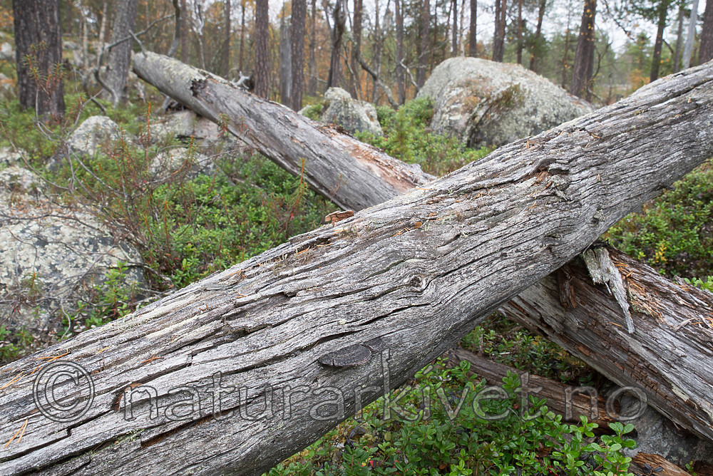 SIG_0401 / Gloeophyllum protractum / Langkjuke