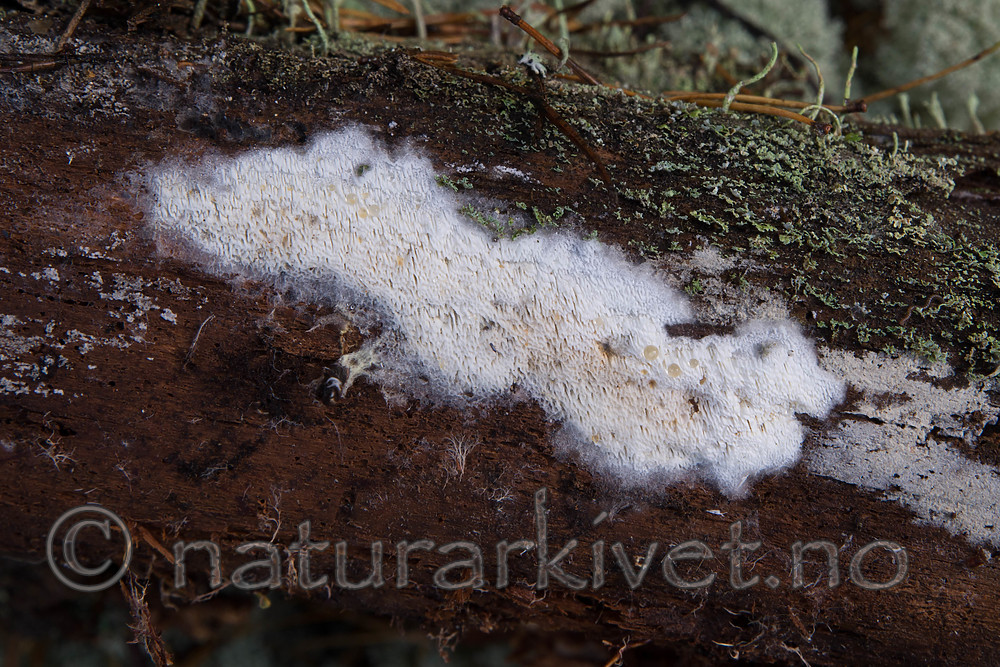 SIG_0488 / Anomoporia kamtschatica / Skyggekjuke