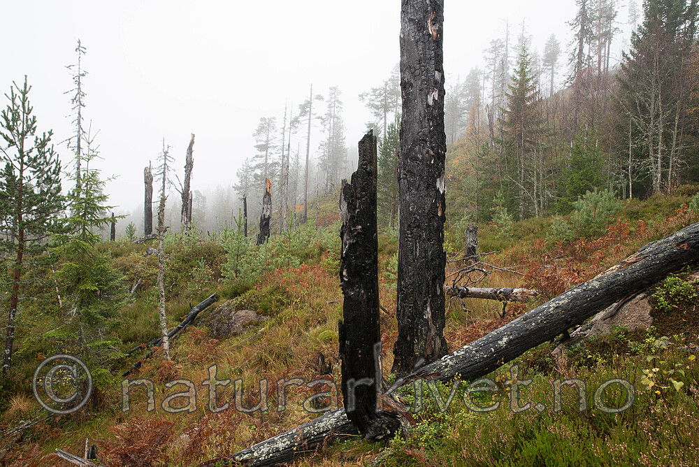 SIG_0497