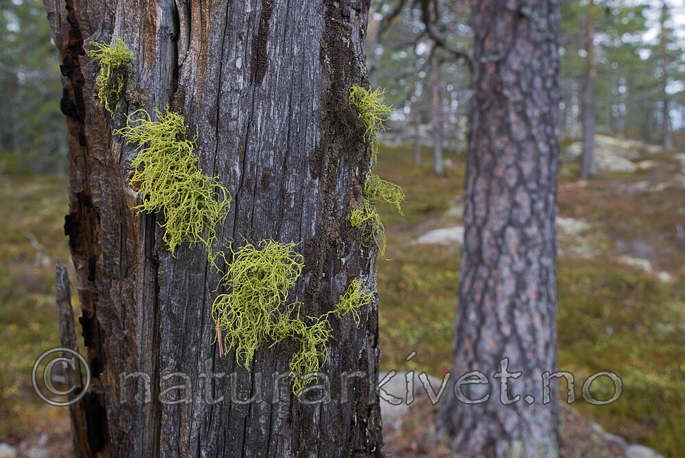 SIG_0511 / Letharia vulpina / Ulvelav