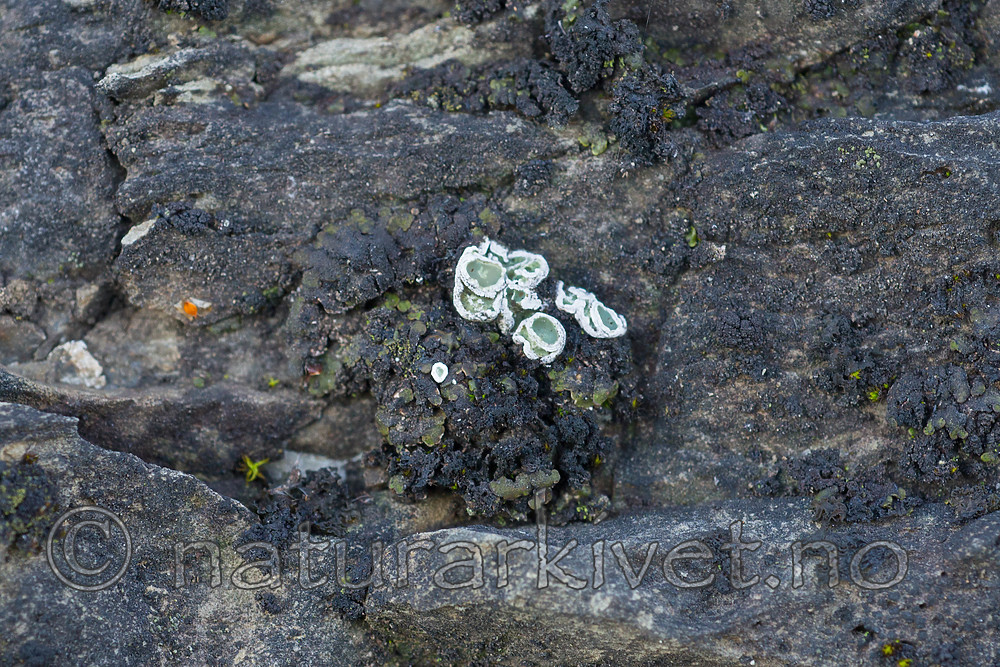 SIG_0575 / Squamarina gypsacea