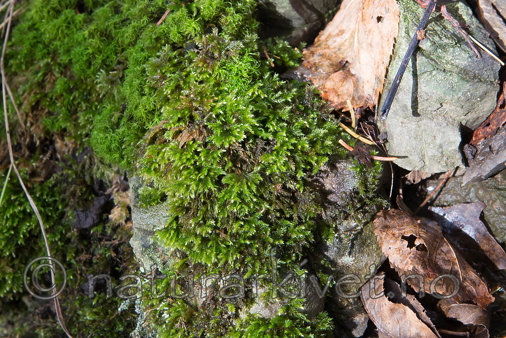 SIG_0671 / Brachythecium tommasinii / Myklundmose