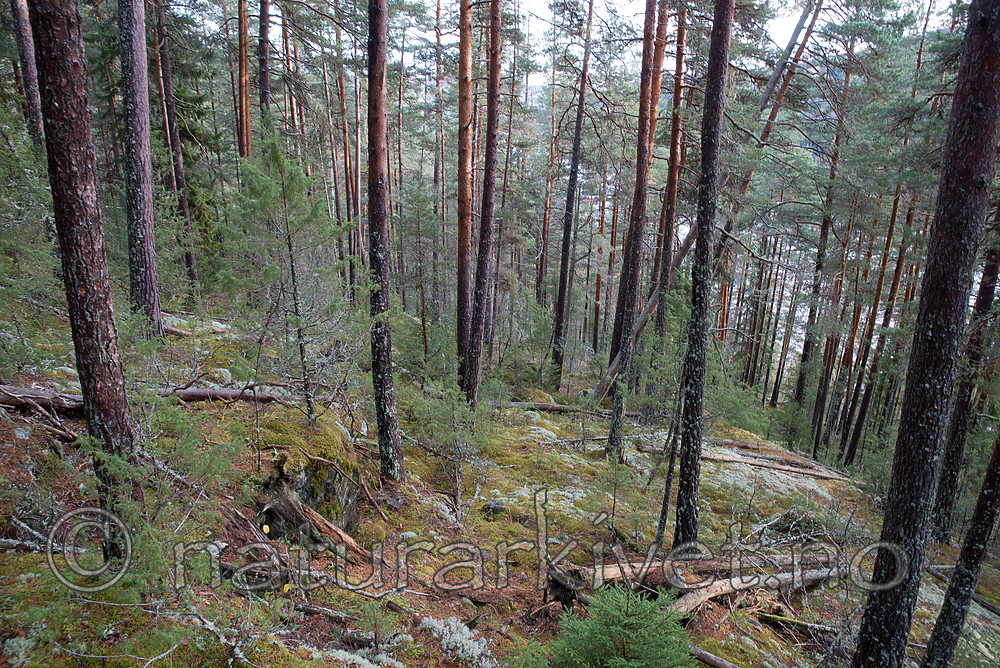 SIG_0713