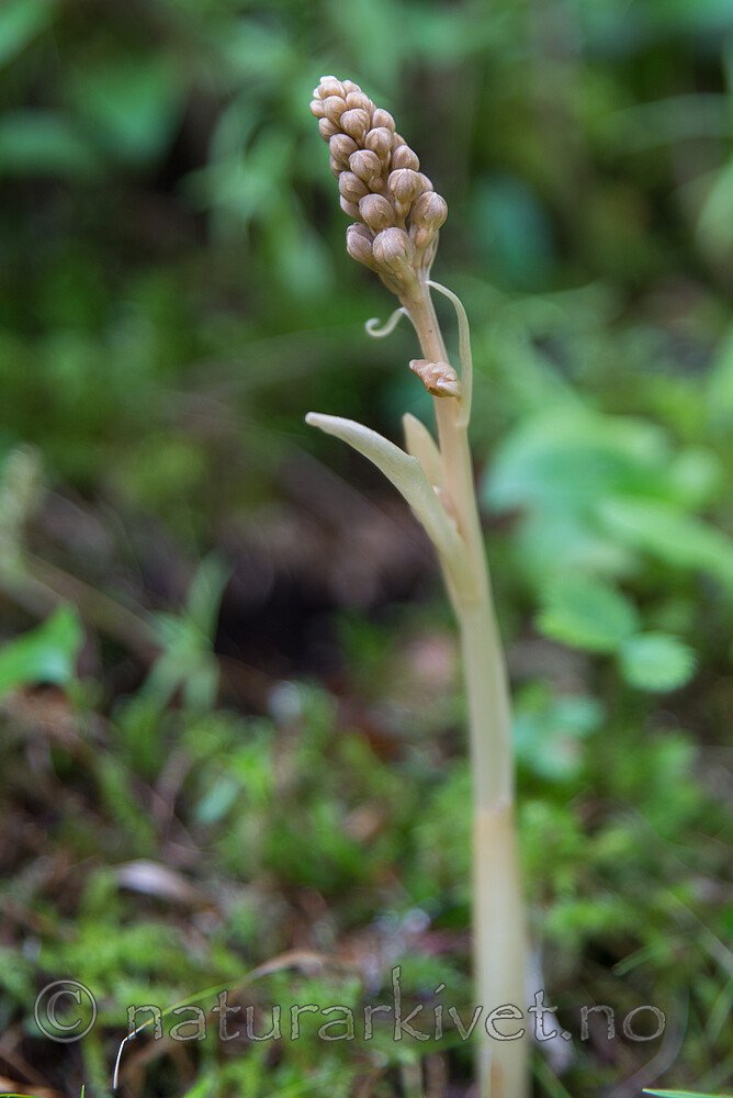 SIG_0736 / Neottia nidus-avis / Fuglereir