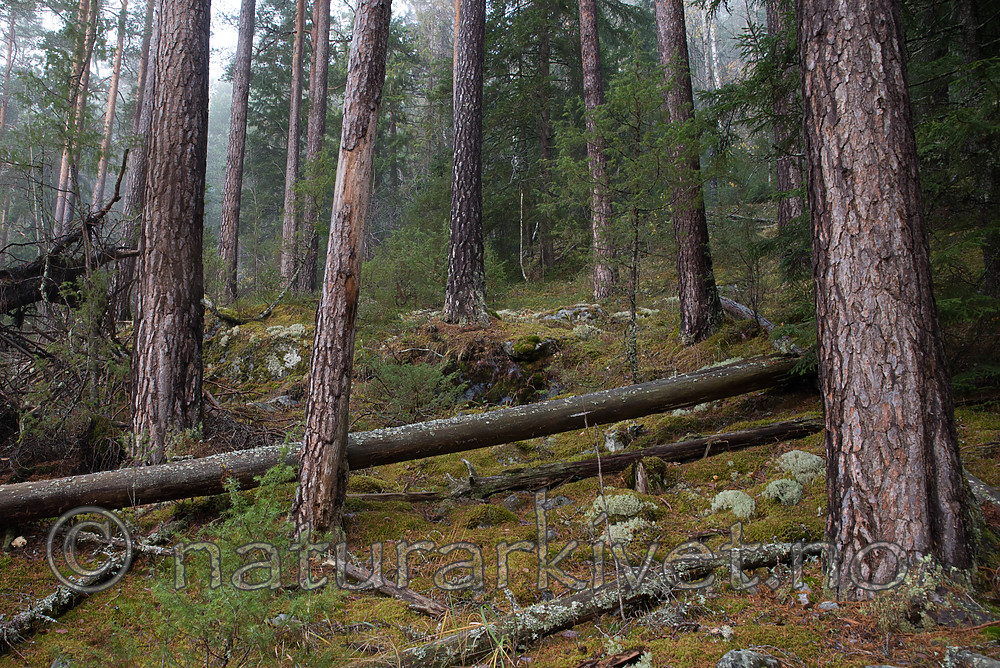SIG_0748
