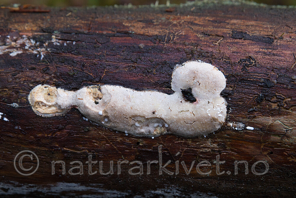 SIG_0764 / Dichomitus squalens / Kelokjuke