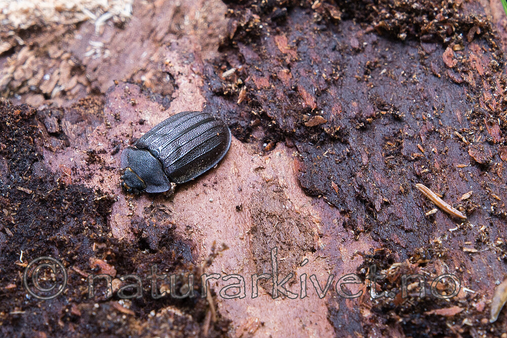 SIG_0784 / Peltis grossa / Storgnagbille