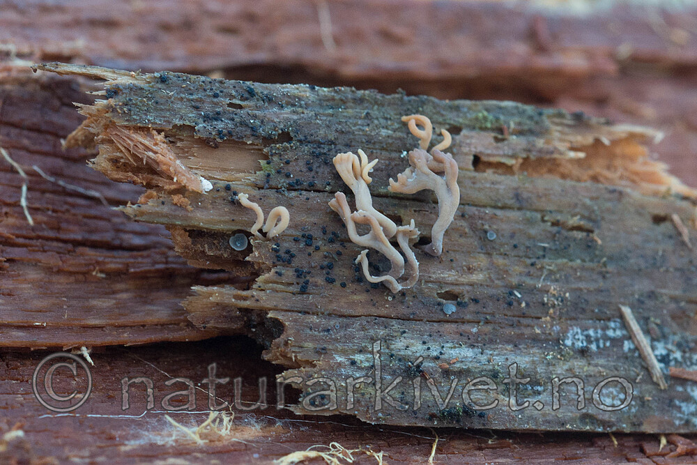 SIG_0808 / Artomyces cristatus / Furutrompetkølle