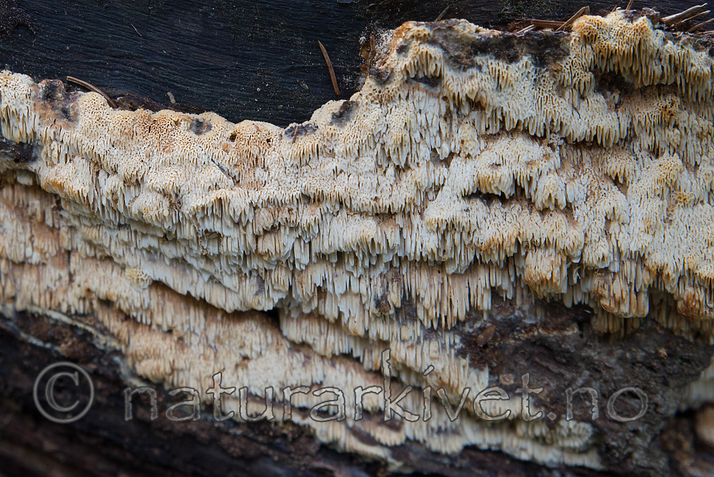 SIG_0835 / Anomoporia bombycina / Huldrekjuke