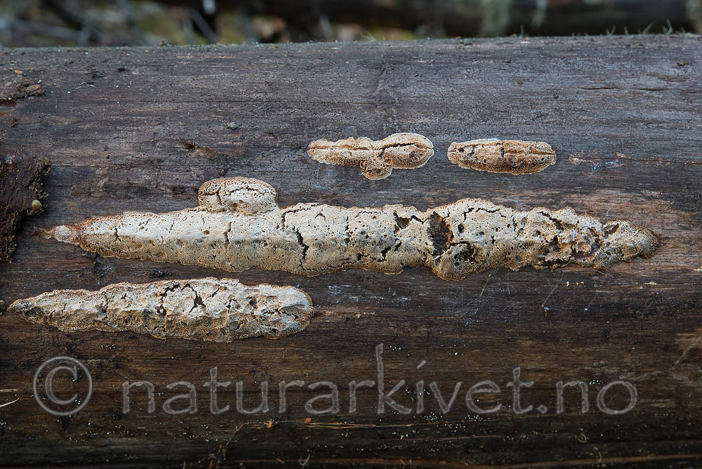 SIG_0851 / Rhodonia placenta / Pastellkjuke