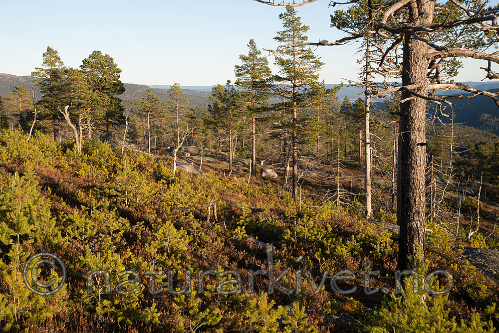 SIG_0925-2