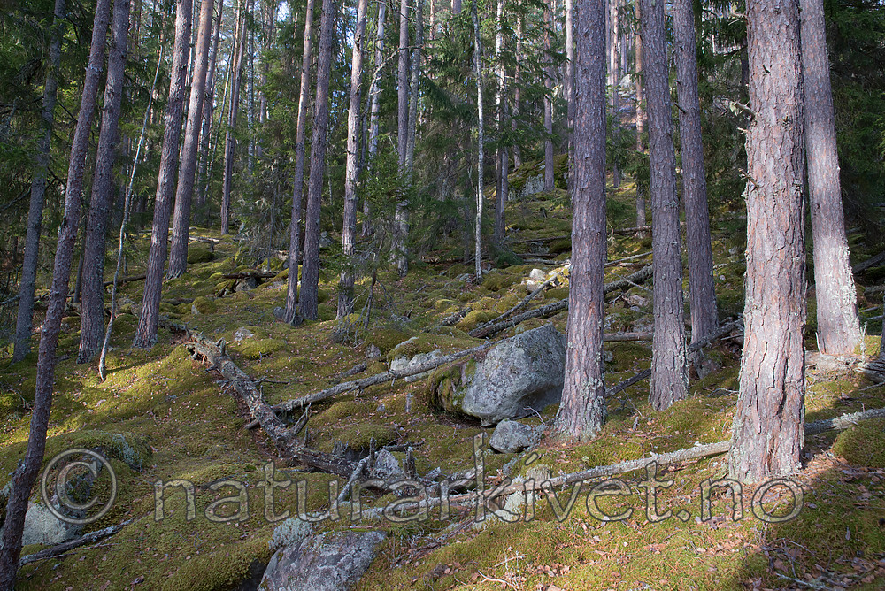 SIG_0951