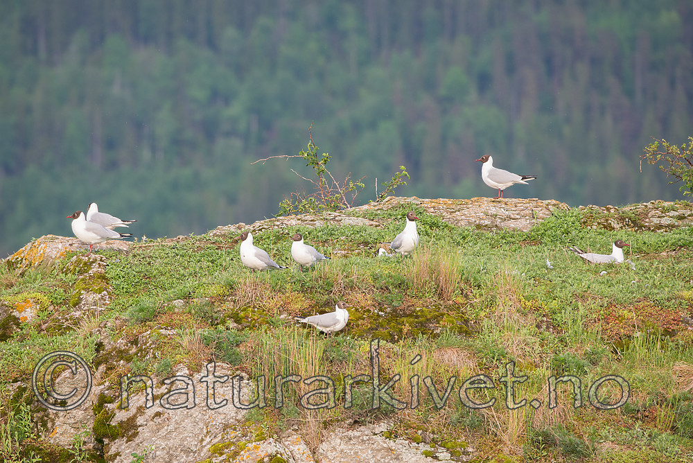SIG_1079 / Chroicocephalus ridibundus / Hettemåke