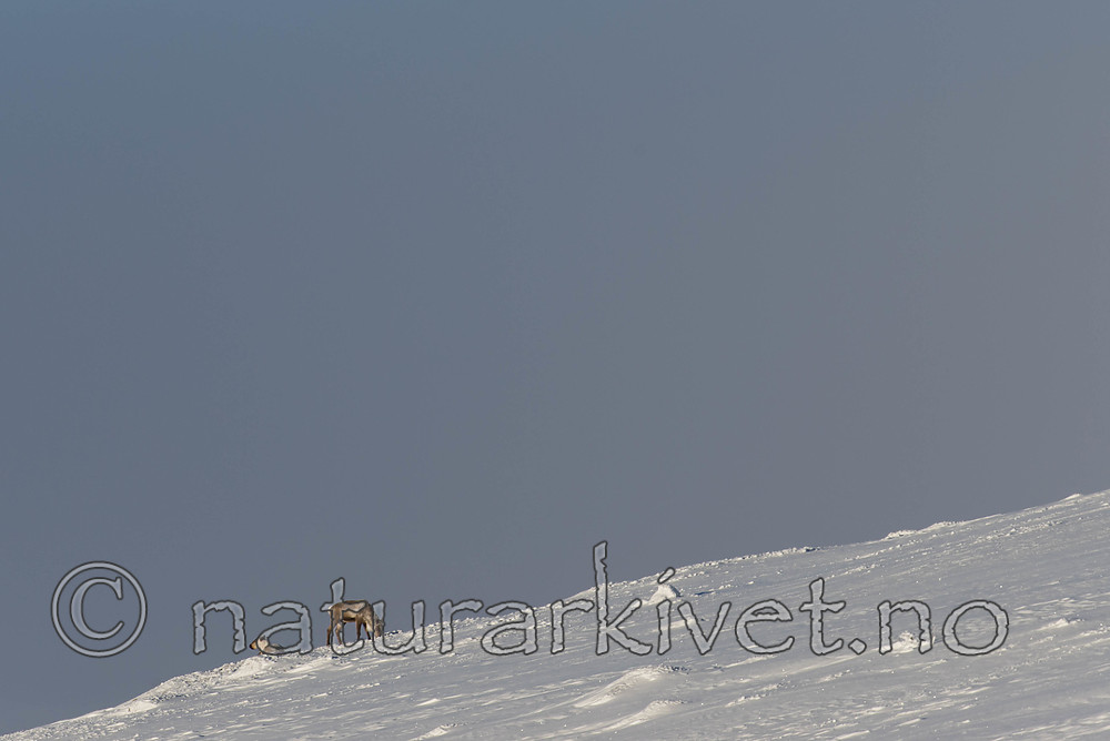 SIG_1191-2 / Rangifer tarandus tarandus / Fjellrein