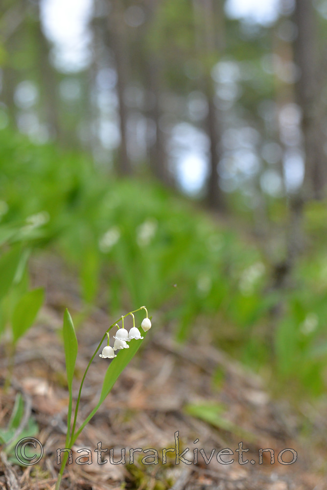SIG_1191 / Convallaria majalis / Liljekonvall