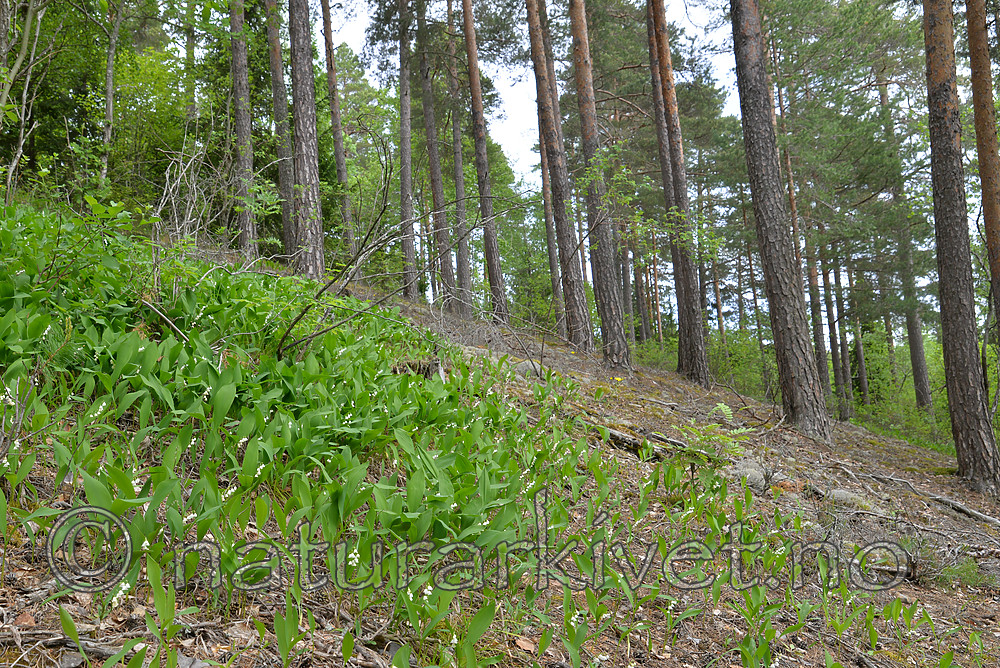 SIG_1199 / Convallaria majalis / Liljekonvall