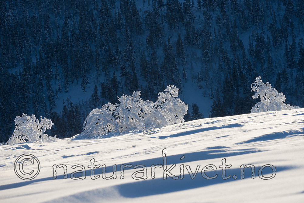 SIG_1202