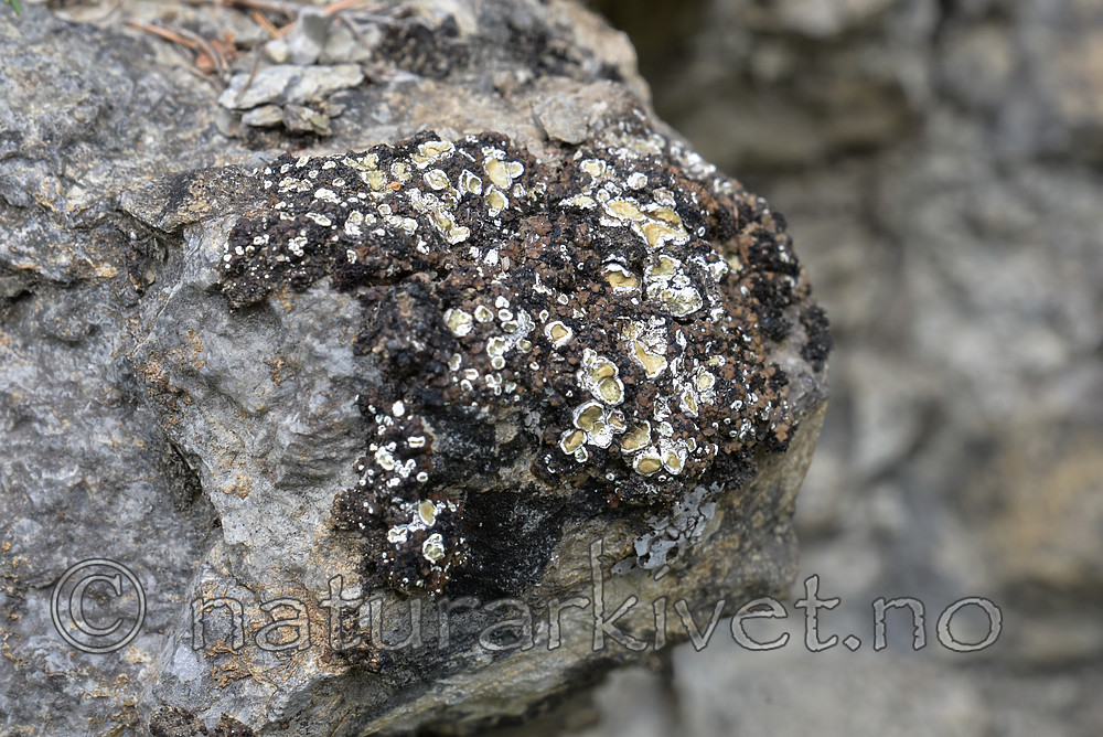 SIG_1225 / Squamarina gypsacea