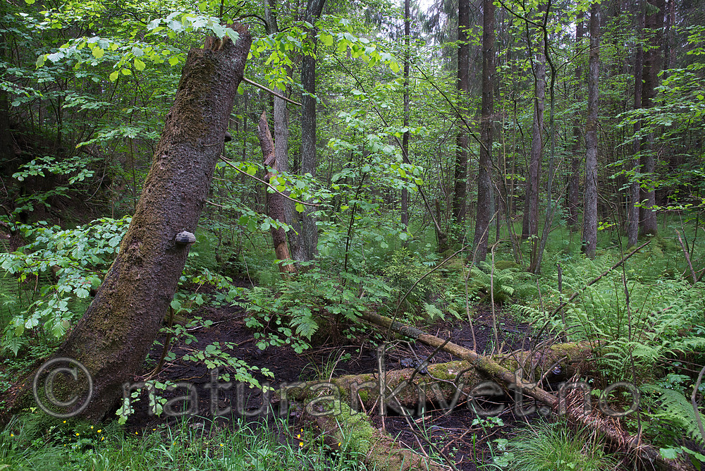 SIG_1265