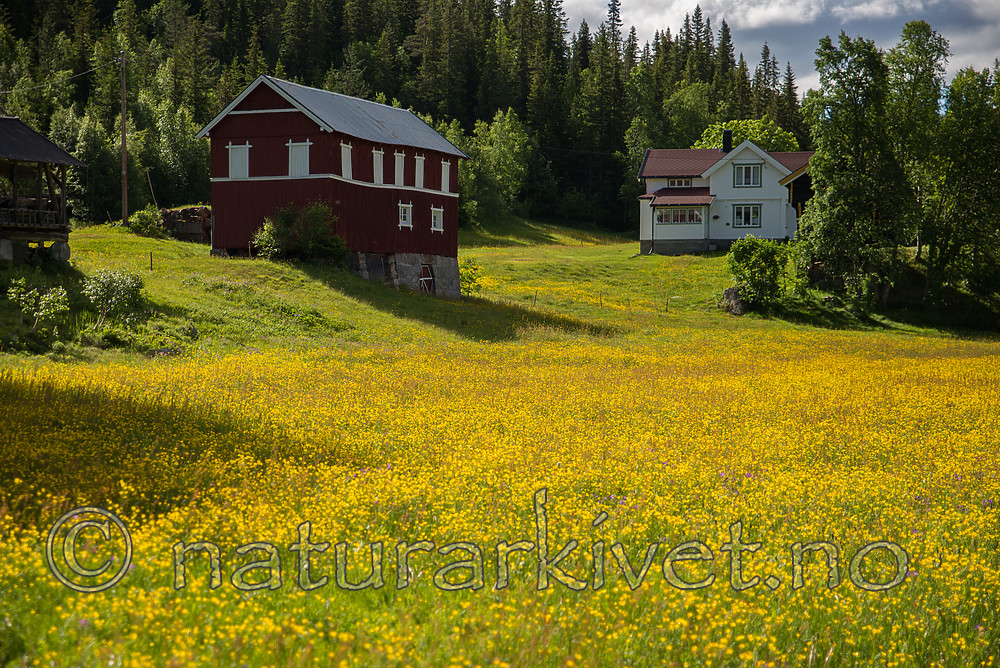 SIG_1450 / Ranunculus acris acris / Engsoleie